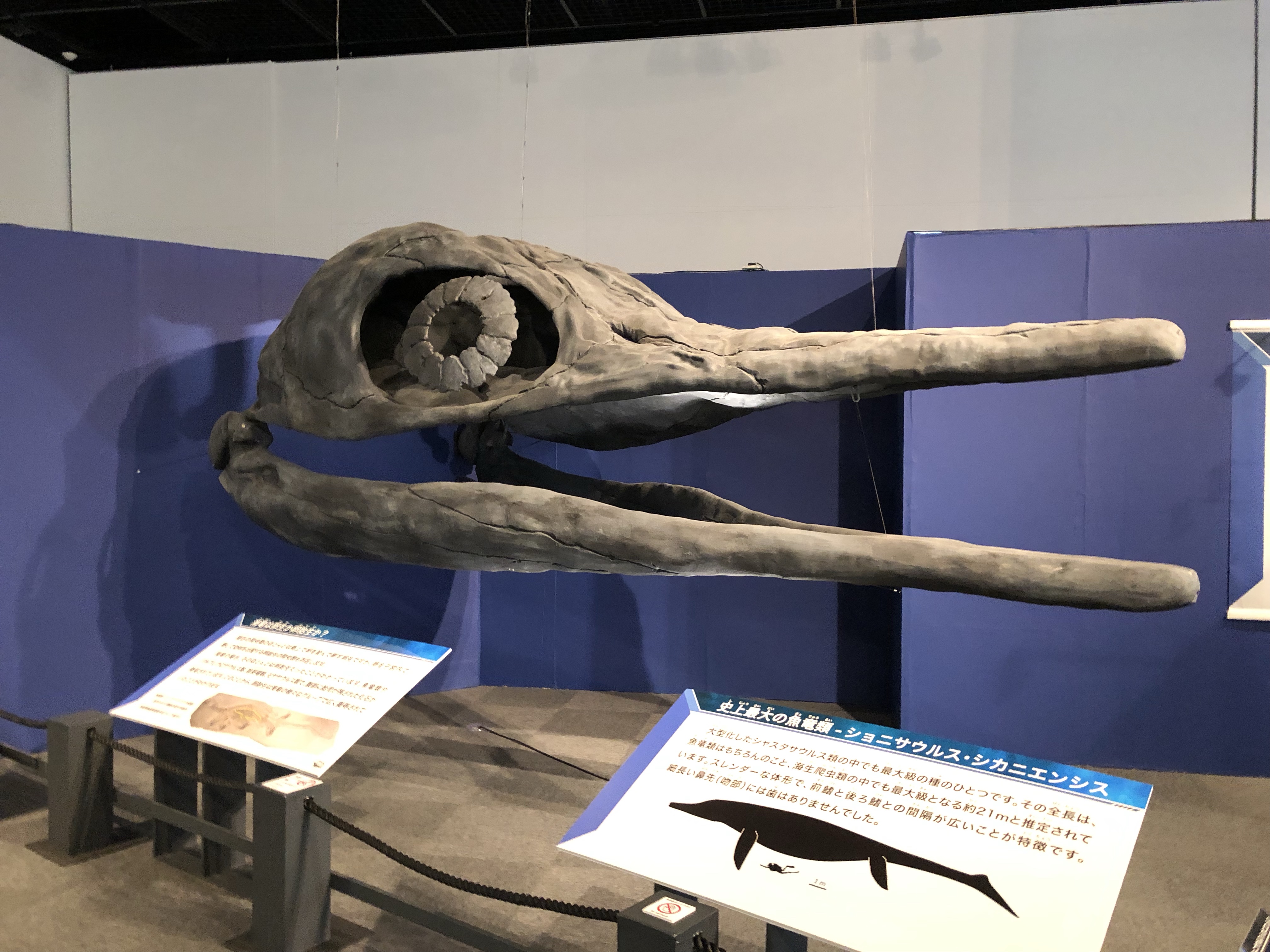 福井県立恐竜博物館のショニサウルス・シカニエンシスの頭